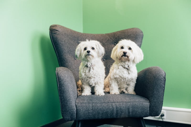 Two white dogs sitting on a chair